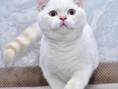 Irvin1 - Scottish Straight - Gallery Photo #1