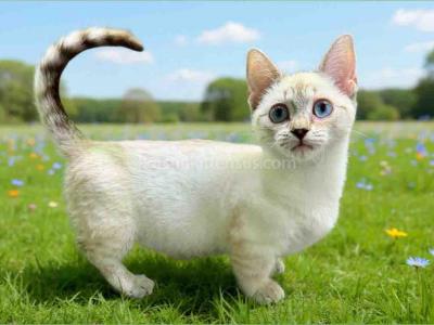 Ruffles Blue Eyed Munchkin Genetta Short Legs - Munchkin - Gallery Photo #1
