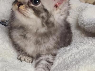 Hibernian Lynx Kittens - Highlander - Gallery Photo #1