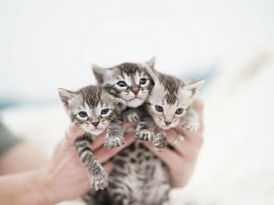 Bengal TICA - Bengal - Gallery Photo #1