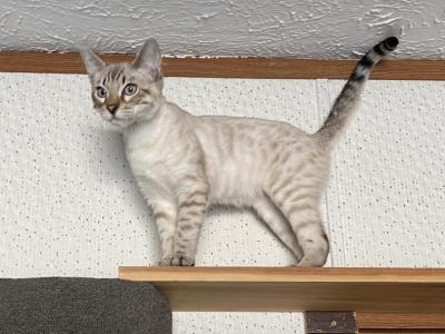 Jack - Bengal - Gallery Photo #1