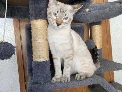 Simba - Bengal - Gallery Photo #1