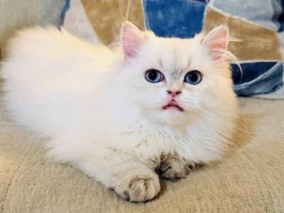 CLOUD LONGHAIR MALE - British Shorthair - Gallery Photo #1