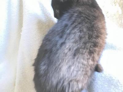 Bruno - Highlander - Gallery Photo #1