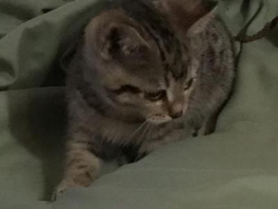 SOLD Bella - Highlander - Gallery Photo #1