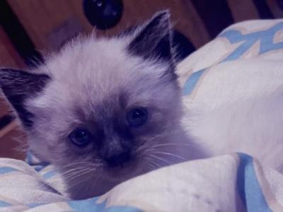 Ragamese Kitties - Siamese - Gallery Photo #1