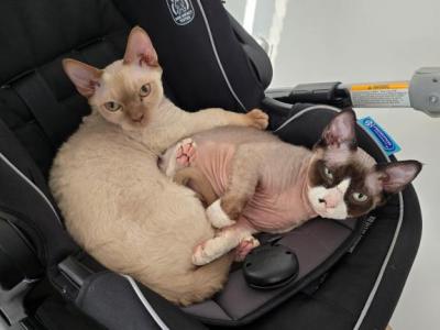 Domino - Devon Rex - Gallery Photo #1