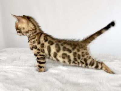 Gia - Bengal - Gallery Photo #1