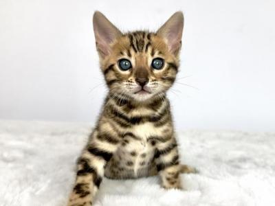 Dora - Bengal - Gallery Photo #1