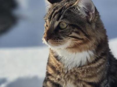 Simba - Domestic - Gallery Photo #1