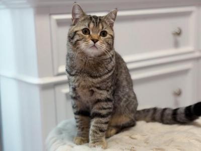 Black Golden Spotted Scottish Straight Female - Scottish Straight - Gallery Photo #1