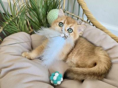 Willow - British Shorthair - Gallery Photo #1