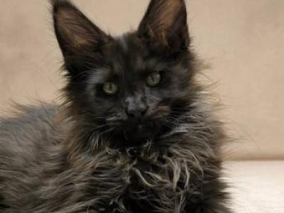 Delmar Polydactyl - Maine Coon - Gallery Photo #1