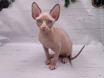 Suzanna - Sphynx - Gallery Photo #1