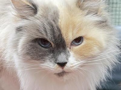 Willow And Shane - Ragdoll - Gallery Photo #1