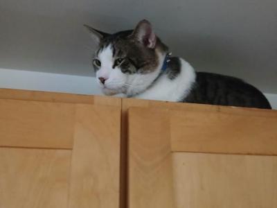 Rex - Domestic - Gallery Photo #1