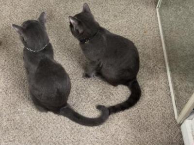 Matcha And Pumpkin - Domestic - Gallery Photo #1