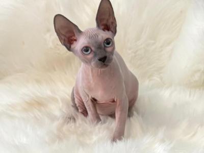 Buzz - Sphynx - Gallery Photo #1