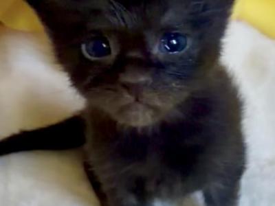 Maine Coon Babies - Maine Coon - Gallery Photo #1