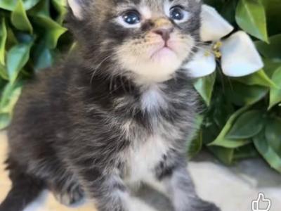 Maine Coon Babies - Maine Coon - Gallery Photo #1