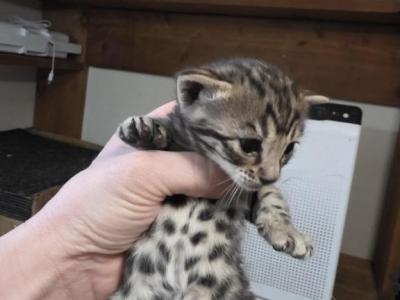 Silver Male Kittens - Bengal - Gallery Photo #1