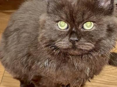 Munchkin Scottish Kilt - Munchkin - Gallery Photo #1