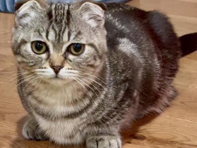 Munchkin - Scottish Fold - Gallery Photo #1