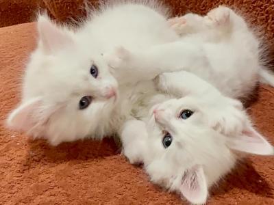 Siberian Neva Masquerade Kittens - Siberian - Gallery Photo #1