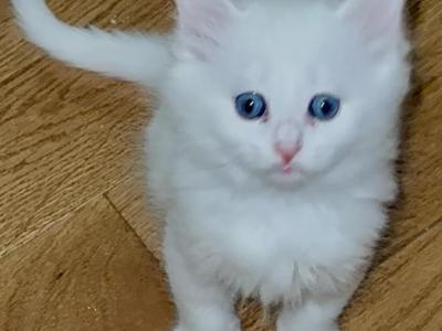 Siberian Kittens - Siberian - Gallery Photo #1