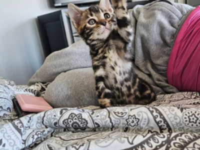 Bengal Kittens - Bengal - Gallery Photo #1