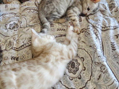 Bengal Kitten Litter - Bengal - Gallery Photo #1