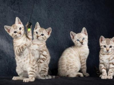 Snow Bengal Kittens - Bengal - Gallery Photo #1