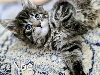 Noel - Maine Coon - Gallery Photo #1