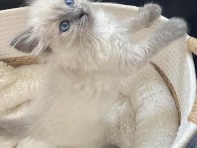 Ragdoll Kitten - Ragdoll - Gallery Photo #1