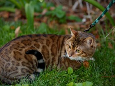 Billy - Bengal - Gallery Photo #1