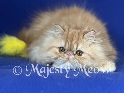 Lisa - Persian - Gallery Photo #1