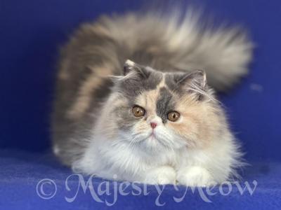 Alisa - Persian - Gallery Photo #1