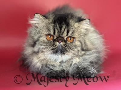 Oscar - Persian - Gallery Photo #1