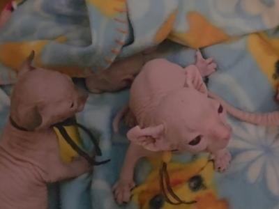 ELF - Sphynx - Gallery Photo #1