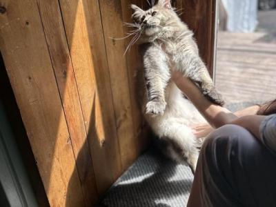 Ksavier Male For Shows Breeding Family - Maine Coon - Gallery Photo #1