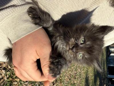 Sourdough - Maine Coon - Gallery Photo #1