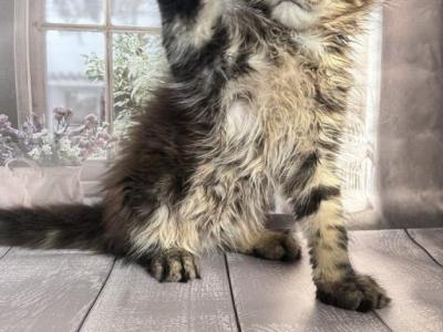 Maine Coone Cute Boy Filat - Maine Coon - Gallery Photo #1
