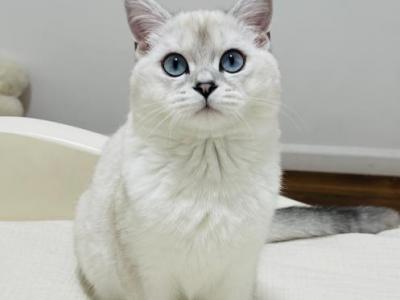 Pearl - British Shorthair - Gallery Photo #1