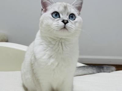 Pearl - British Shorthair - Gallery Photo #1