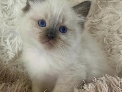 Bella - Ragdoll - Gallery Photo #1