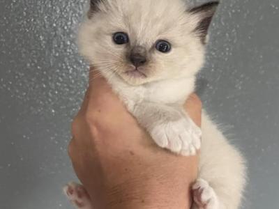 Kimchi - Ragdoll - Gallery Photo #1