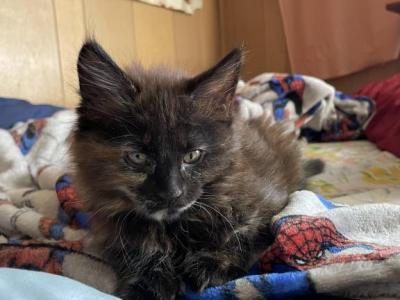 Kayla Leone - Maine Coon - Gallery Photo #1