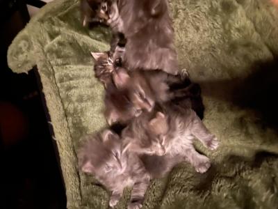 Nikoda Oda - Maine Coon - Gallery Photo #1