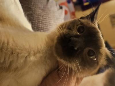 Siamese  Chocolate - Siamese - Gallery Photo #1