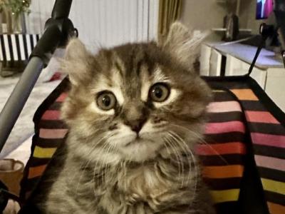 Kitten - Savannah - Gallery Photo #1